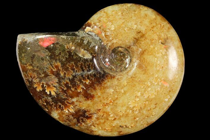 Polished, Agatized Ammonite (Cleoniceras) - Madagascar #119018